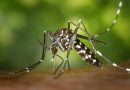 Vælg det perfekte myggenet til din bolig